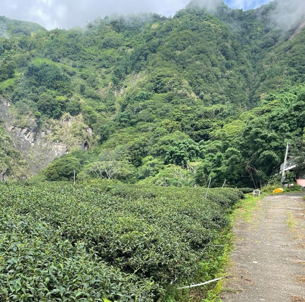 原鄉自然復育茶園