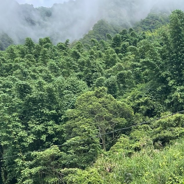 原鄉自然復育茶園
