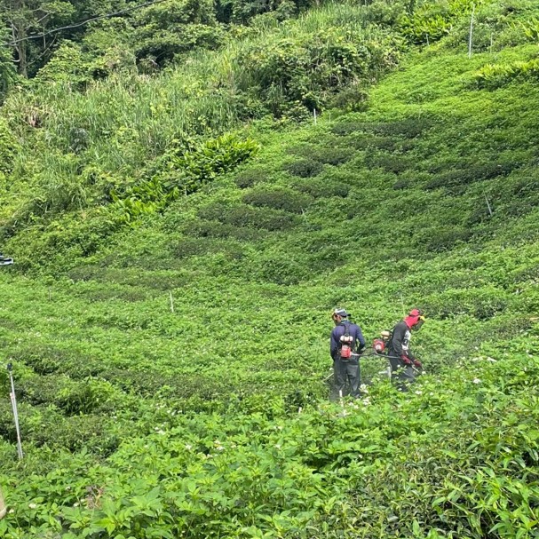 原鄉自然復育茶園
