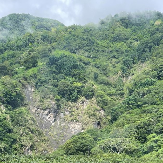 原鄉自然復育茶園