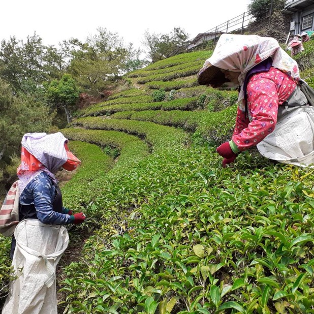 福得茶圃
