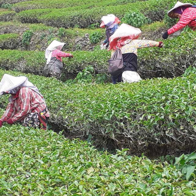 福得茶圃