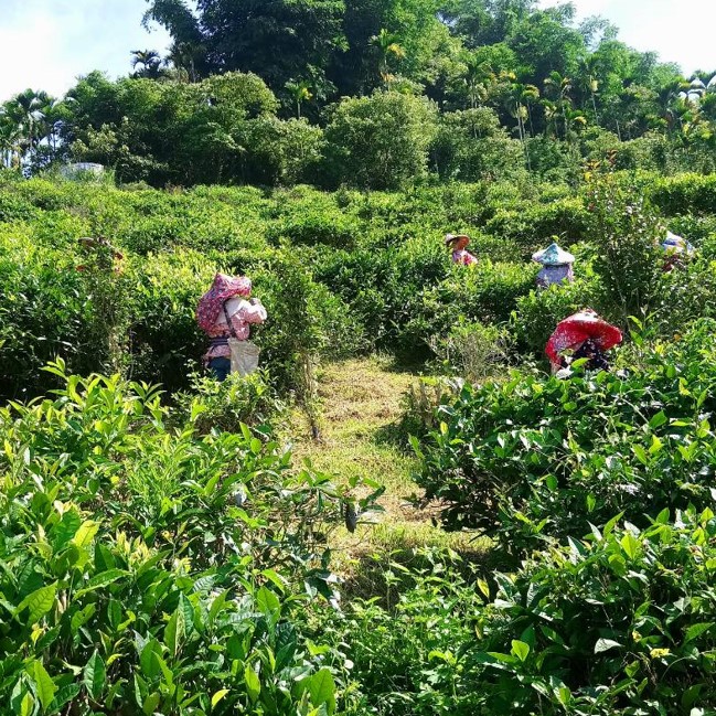 柏盛茗茶