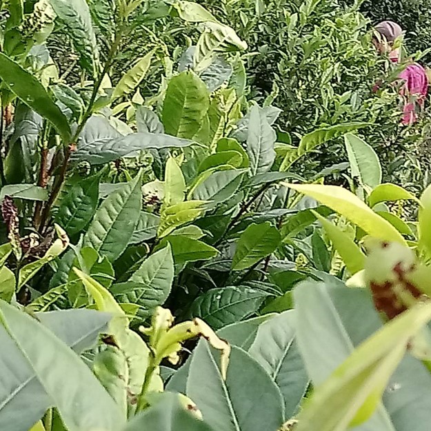 柏盛茗茶