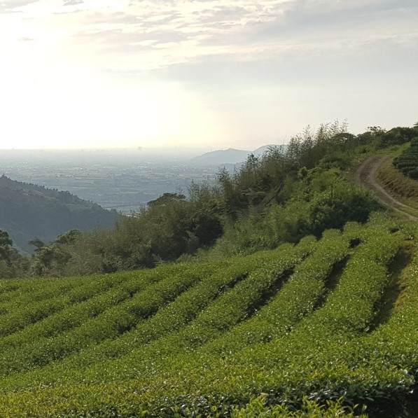玉露茶園