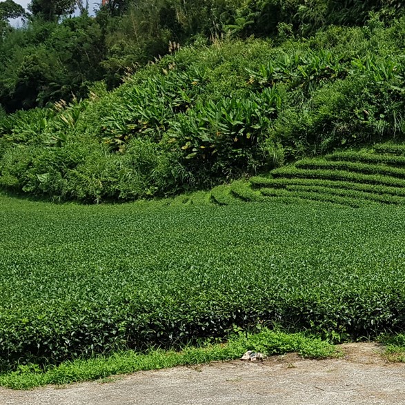 玉露茶園