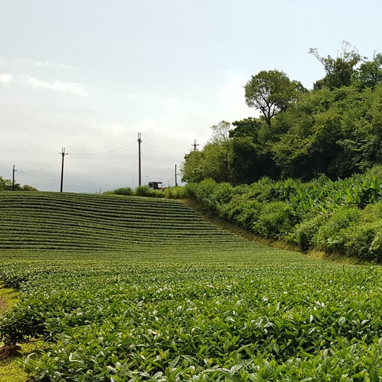 玉露茶園