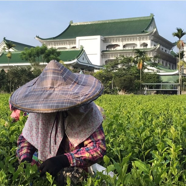 水葉農場