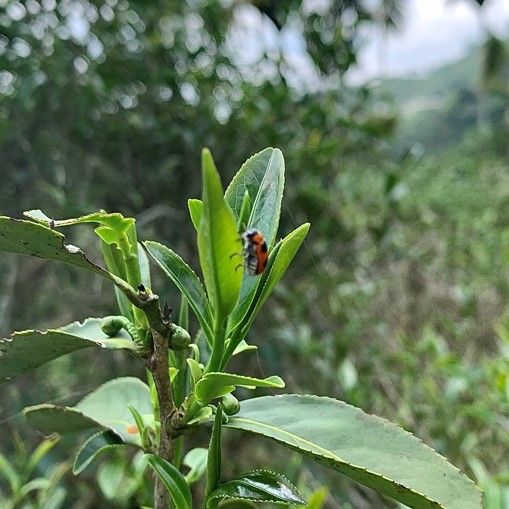 茶供足有機農園