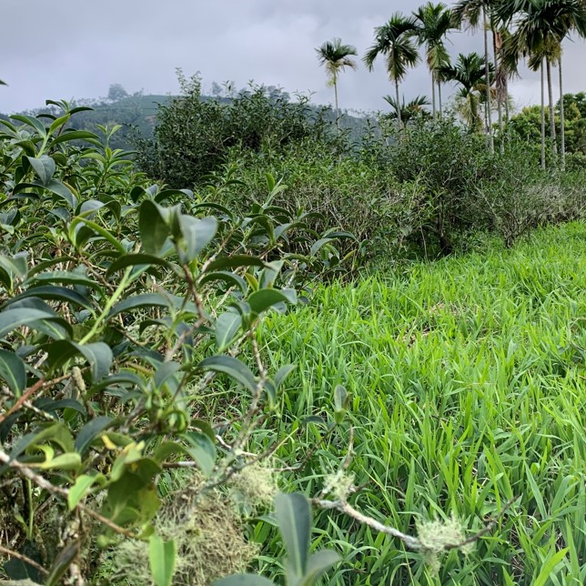 茶供足有機農園