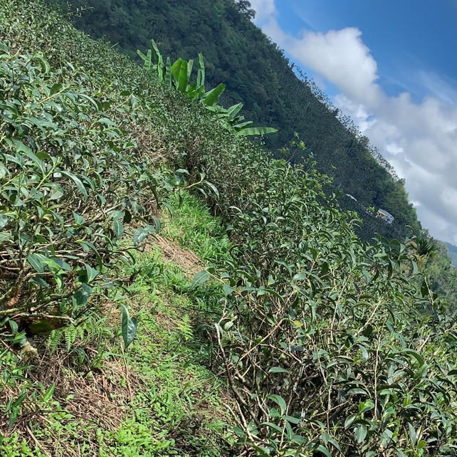 茶供足有機農園