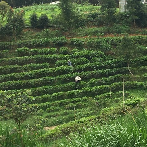 日心農場