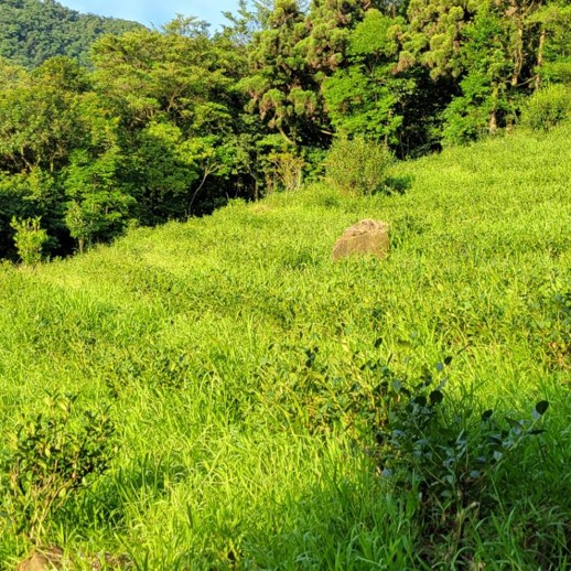 曦之谷茶軒