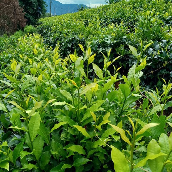 星陽茶園