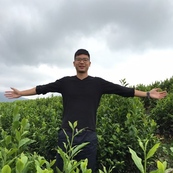 星陽茶園