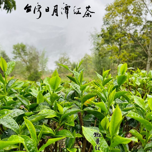嫩葉紅農莊