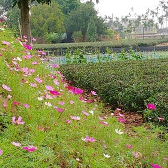 鳳凰單叢茶園