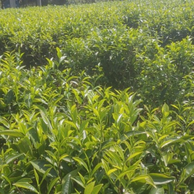 鳳凰單叢茶園