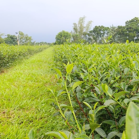 鳳凰單叢茶園