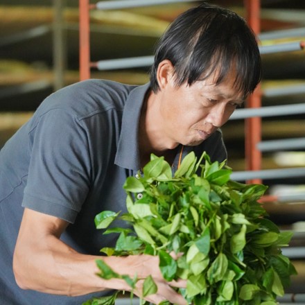 伊禾茶