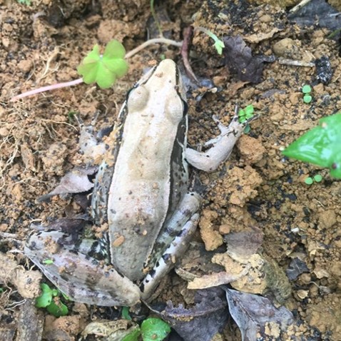 聖翁有機茶園