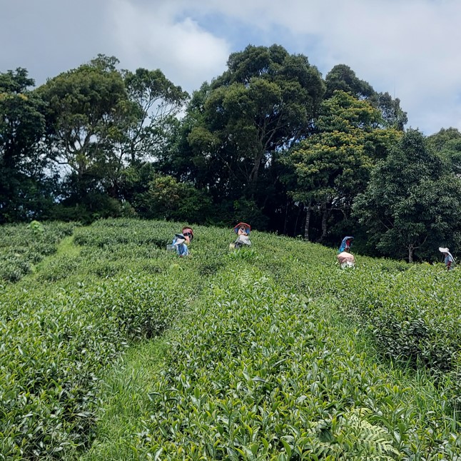 伊禾茶
