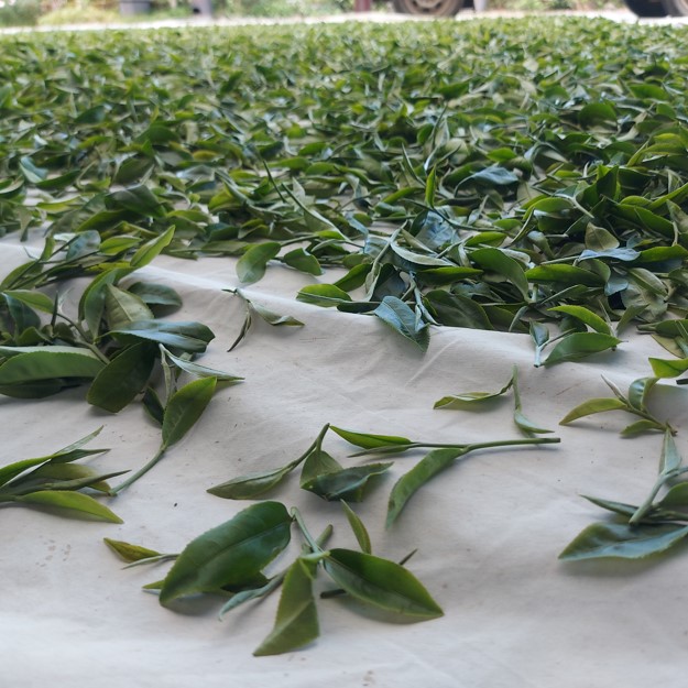 伊禾茶