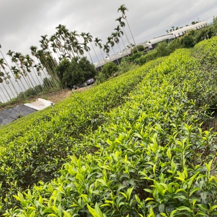 聖翁有機茶園