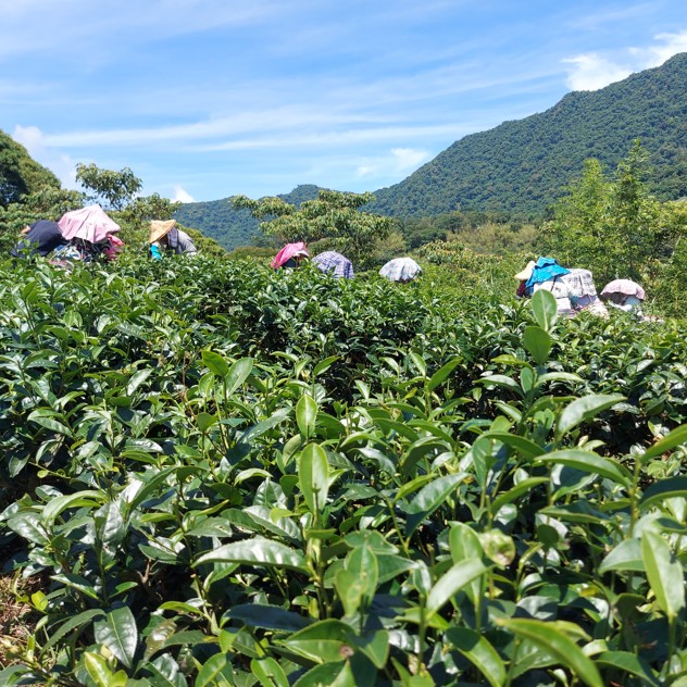 伊禾茶