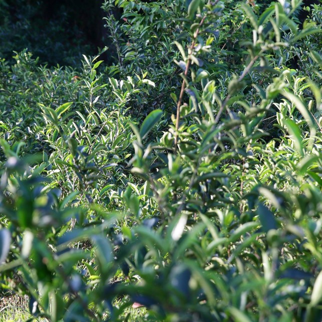 谷芳有機茶園