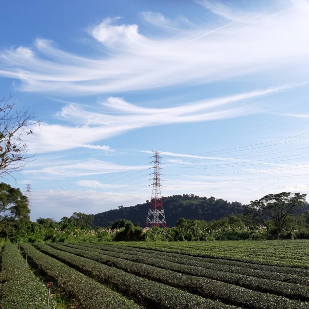 松輝有機茶園