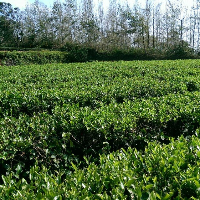 松輝有機茶園