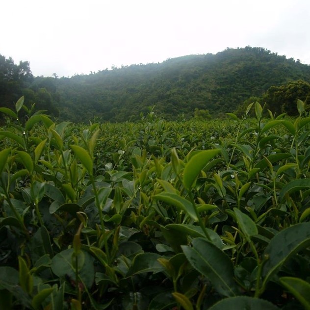 松輝有機茶園