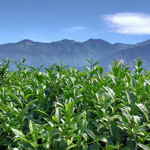 金葉有機茶園