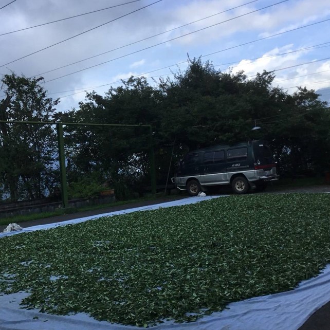 金葉有機茶園