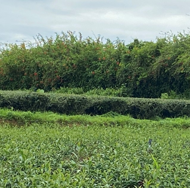 永峰有機茶園
