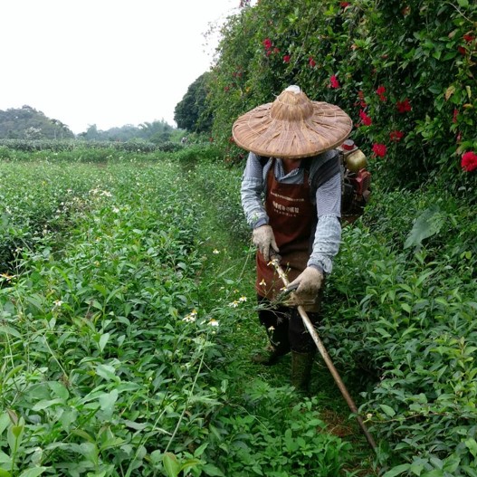 永峰有機茶園