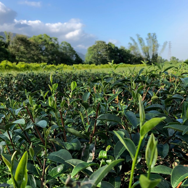 立品有機茶園