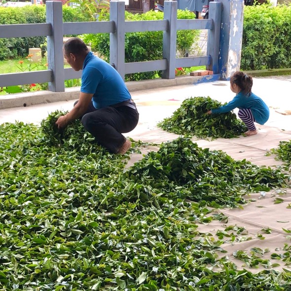 立品有機茶園