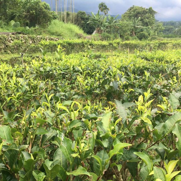 昊璟清秀有機示範茶園