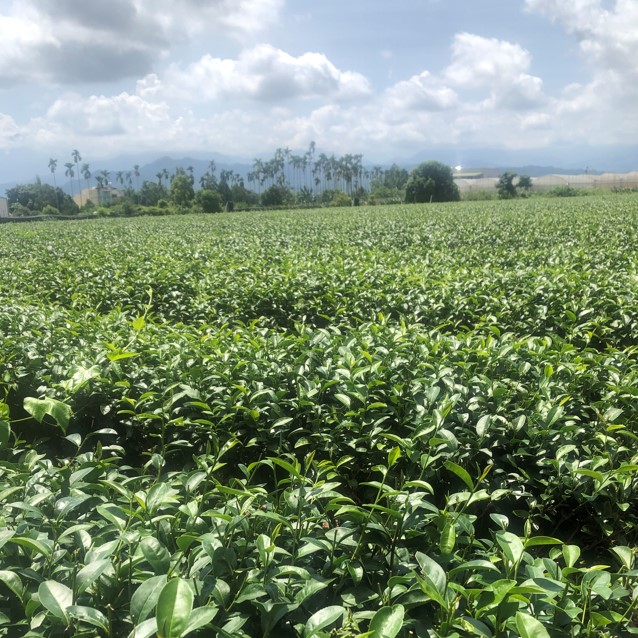 瑞成茶廠