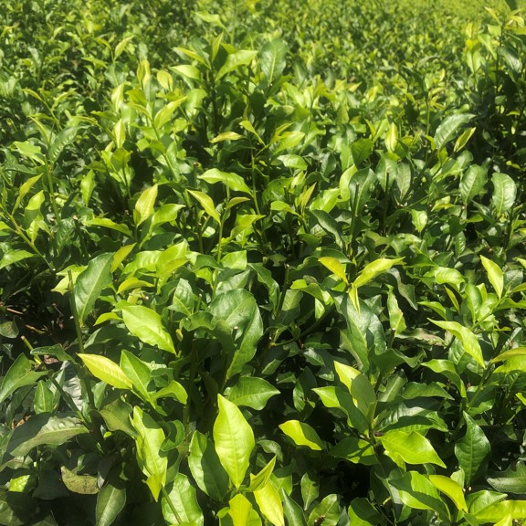 瑞成茶廠
