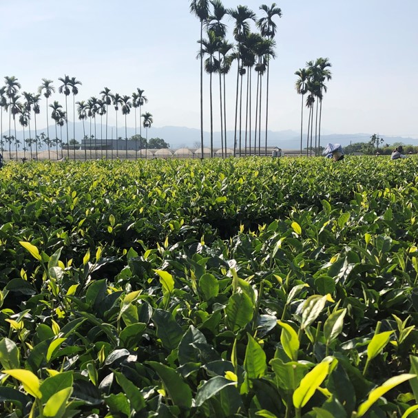 瑞成茶廠