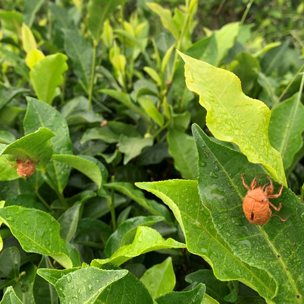 昱香園有機茶園