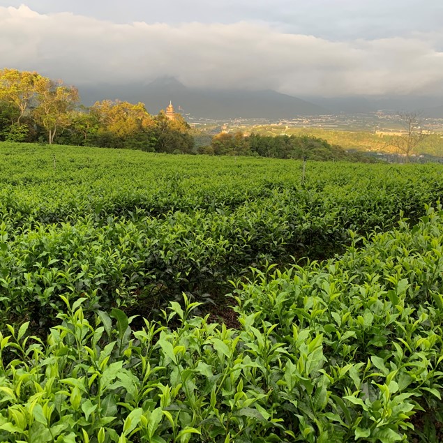 昱香園有機茶園