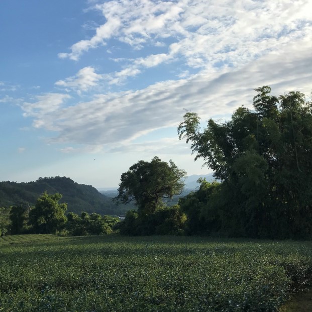 大峰茶園