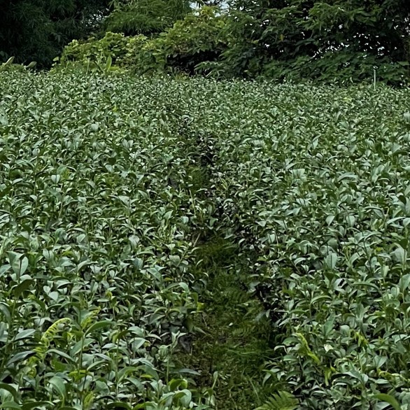 大峰茶園