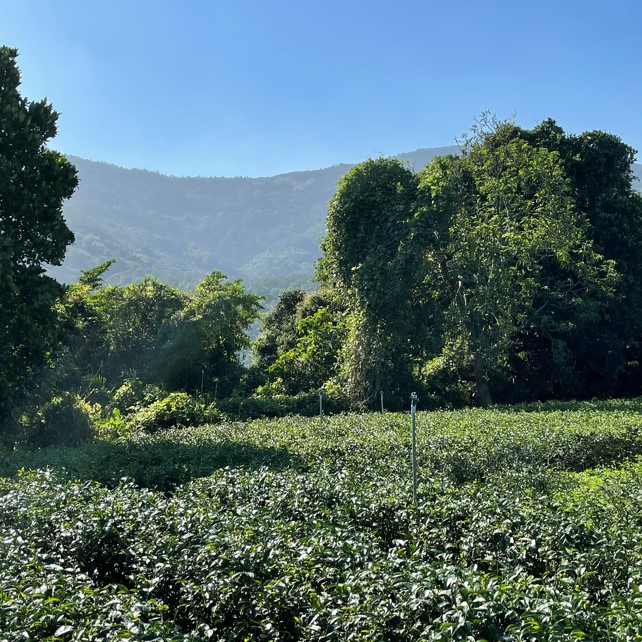 大峰茶園