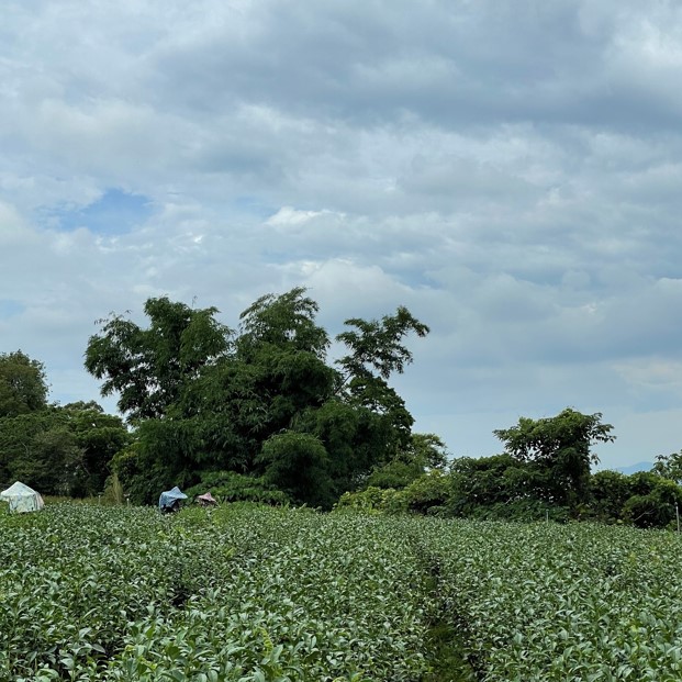 大峰茶園